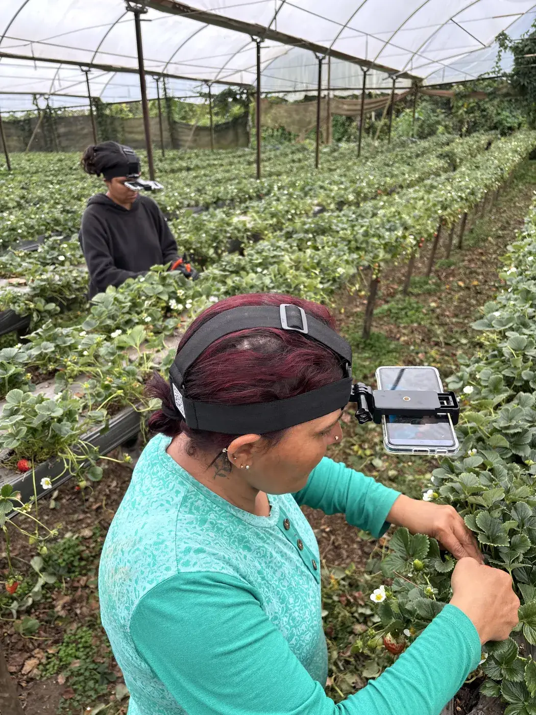 A field operator picking strawberries in a greenhouse, a head rig on