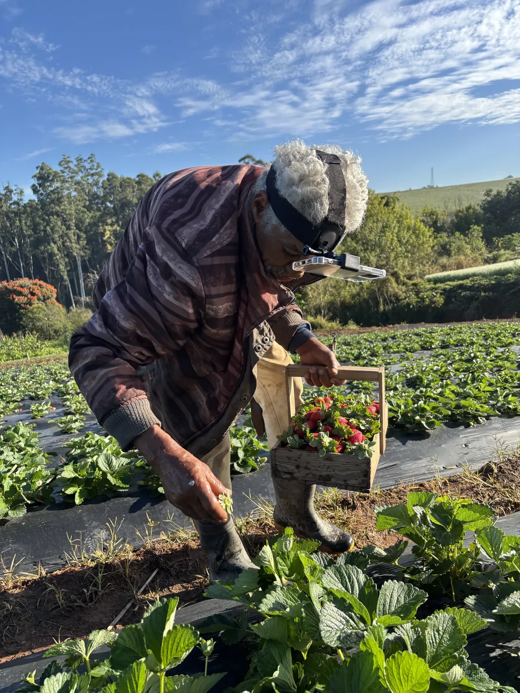 A farmer picking strawberries in an open field, a head rig on